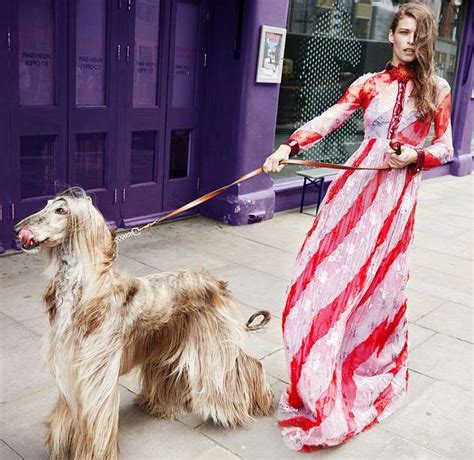afghani gucci dog